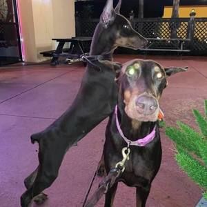 Meet your Posher, Darren